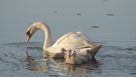 a swan mother and her baby cygnets enjoy their first swim in a tranquil pond at daybreak.