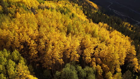 vibrant yellow aspen trees in autumn forest