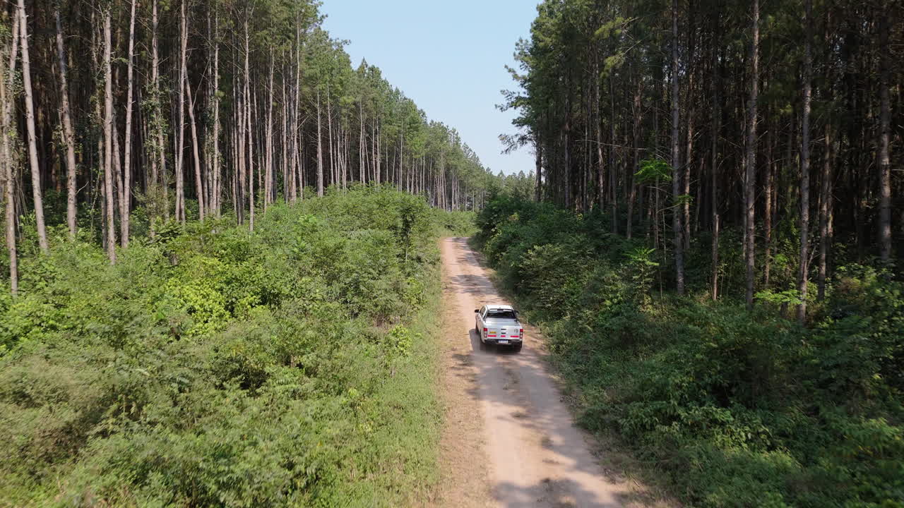 Car driving through dirt road in managed pine forest, Industrial forestry, drone shot