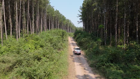 car driving through dirt road in managed pine forest, industrial forestry, drone shot
