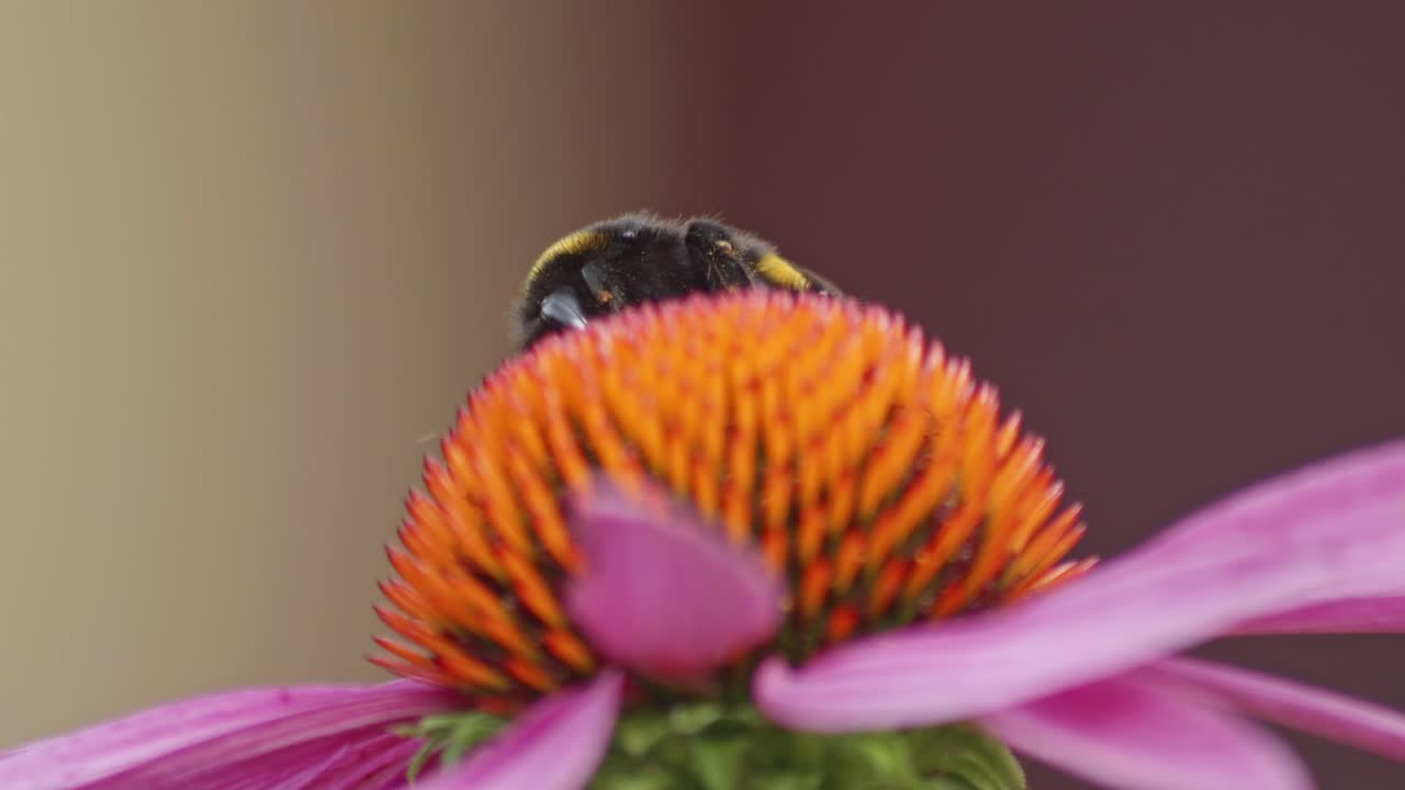 Wild bumblebee emerges from behind An orange Coneflower's Head