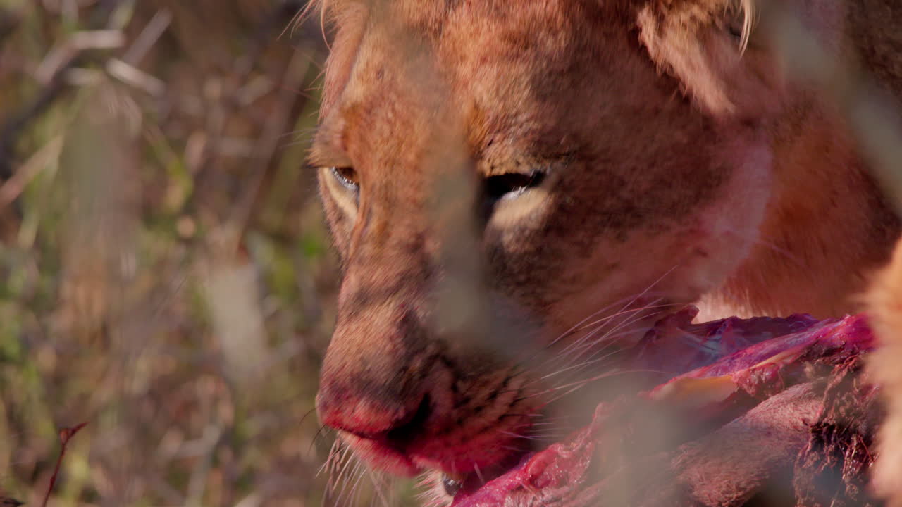 Close up of a lioness' head chewing meat off a kill