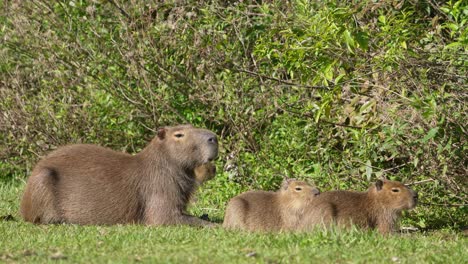a family of capybaras grazes calmly together on grass in a peaceful green clearing