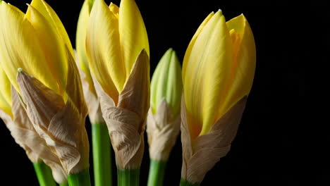 close-up of yellow flower buds