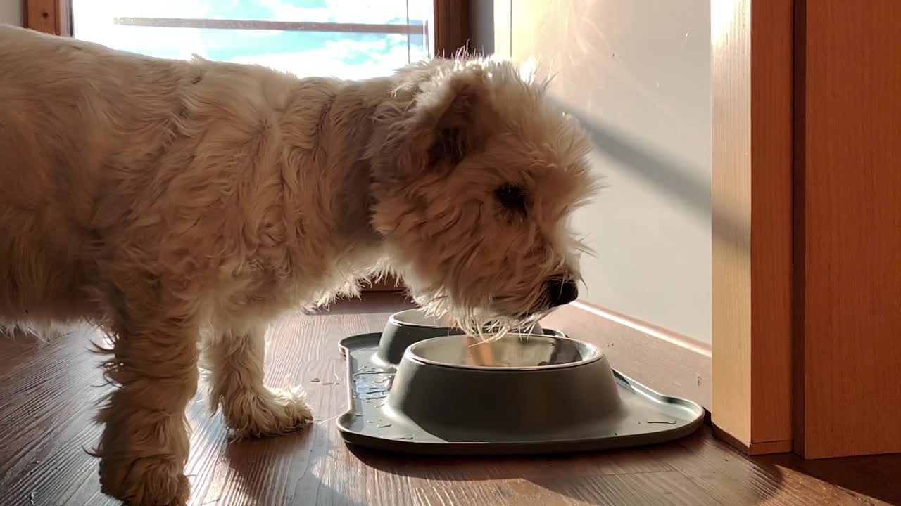 cachorro comendo na tigela