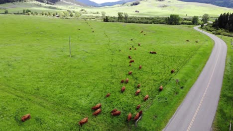 low flying drone shot over a herd of cattle grazing in the country