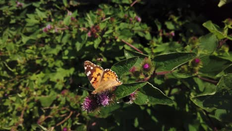 Painted-Lady-butterfly-and-bee-feeding-on-a-buddleia-bush-on-a-hot-summer-day-in-Scotland