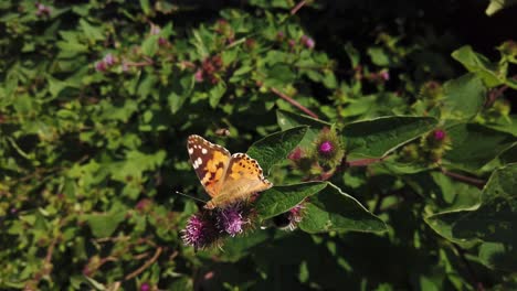 painted lady butterfly and bee feeding on a buddleia bush on a hot summer day in scotland