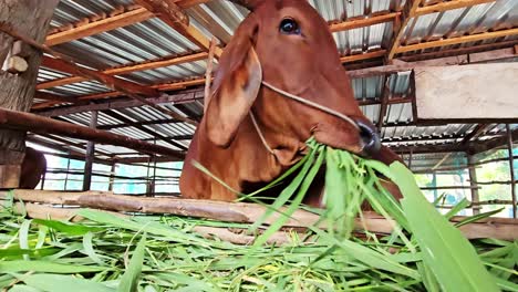 los agricultores alimentan al ganado, nutriendo el día con abundante hierba