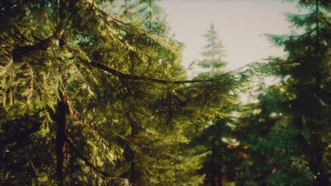 green cone trees in bright sun light