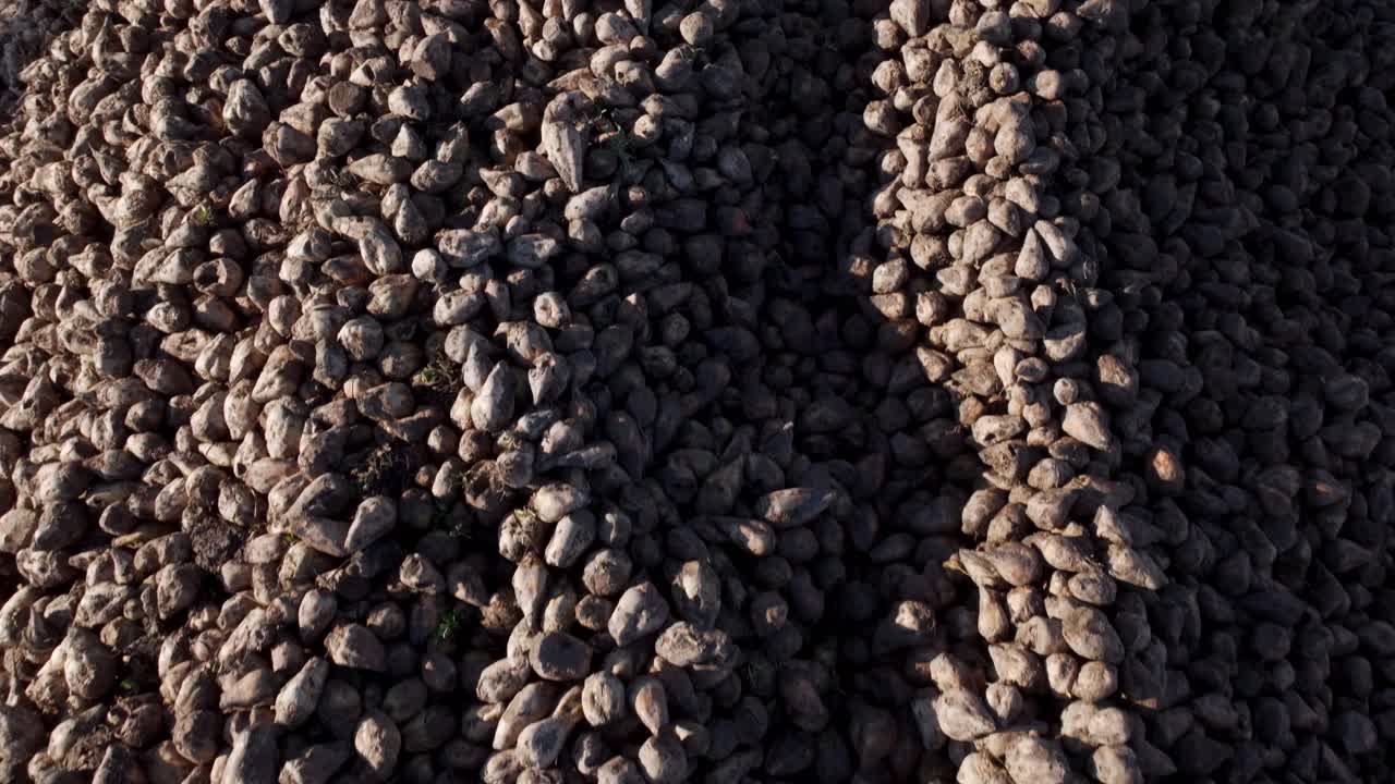 Flying Above Huge Pile Of Sugar Beets On The Ground For Sugar Production - Drone Shot