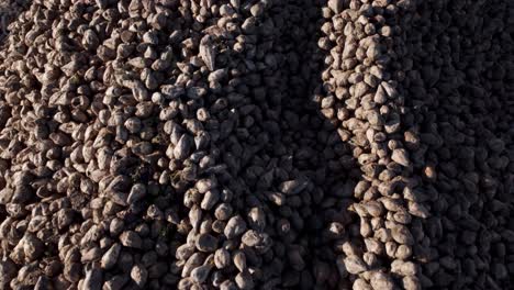 flying above huge pile of sugar beets on the ground for sugar production - drone shot