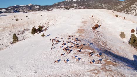 un dron disparó sobre una gran manada de alces pastando en una montaña nevada