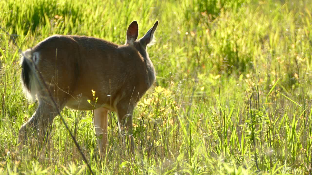 un ciervo de cola blanca en un campo comiendo comida en un hermoso día de verano
