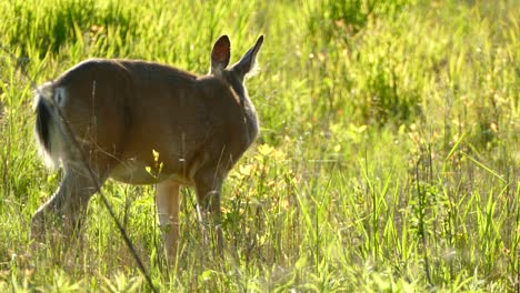 a white tailed deer out in a field eating food on a beautiful summers day