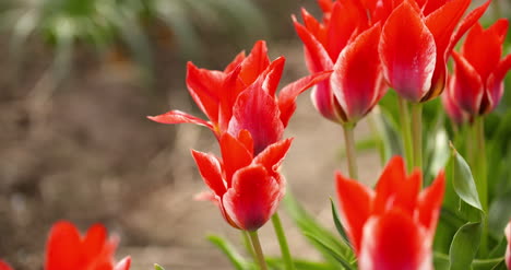 Tulips-Plantation-In-Netherlands-Agriculture-26