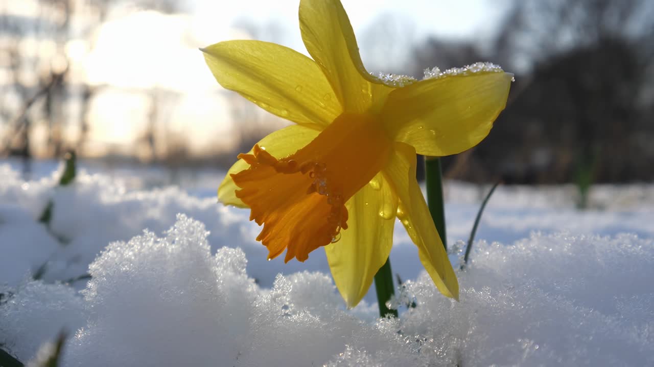 Close-up of a daffodil in snow, low angle. Captures nature's contrast, ideal for a video on seasonal