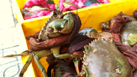 Close-up-shots-of-a-fresh-stone-crab-with-shell-while-crawling-out-from-the-bucket