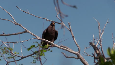 Un-Halcón-Negro-Cubano-Se-Sienta-En-La-Rama-De-Un-árbol