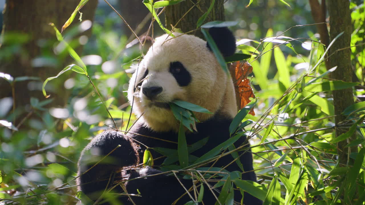 Dospělá panda pojídající čerstvý bambus v pandí základně Dujiangyan poblíž čínského Čcheng-tu. Detailní záběr.