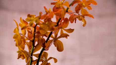 4k-Hermosa-Flor-De-Orquídea-Naranja-Fresca,-Primer-Plano