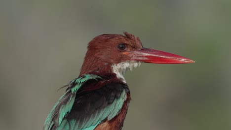 white-throated kingfisher cleans its feathers. (halcyon smyrnensis) also known as the white-breasted kingfisher