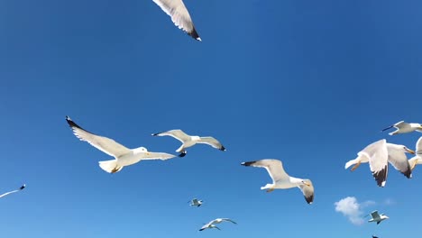 scenic closeup of white mediterranean seagulls flying in slow motion in clear greek blue sky