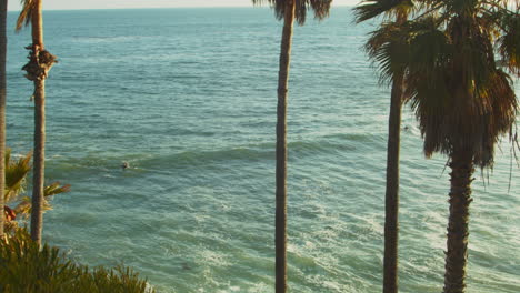 a surfer out in the water off the coast of southern california , framed by palm trees in the foreground