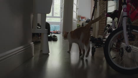 a ginger cat with white patches walks around the apartment