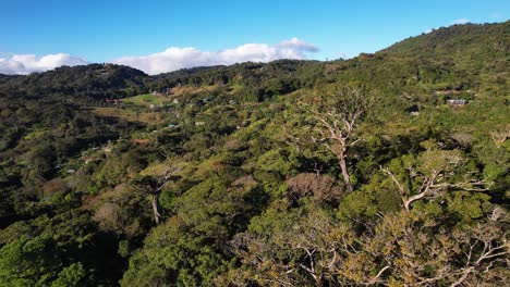 volando sobre las copas de los árboles en costa rica