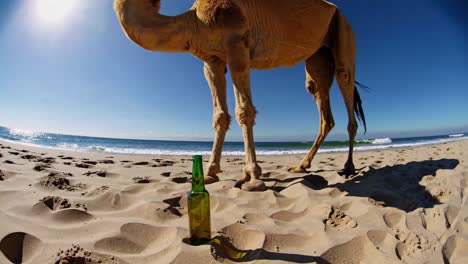 camel on the beach with a bottle