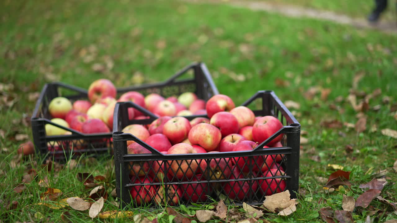 Two full boxes of ripe red apples on the green grass. Man comes up and puts one more box nearby. Blurred backdrop.
