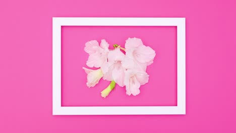 white flowers in white photo frame on pink theme. stop motion