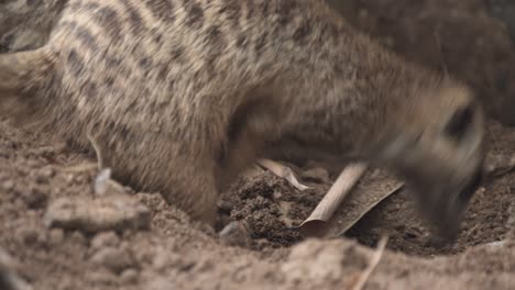 African-meerkat-digging-a-hole-in-sand,-looking-for-food-or-making-a-new-burrow