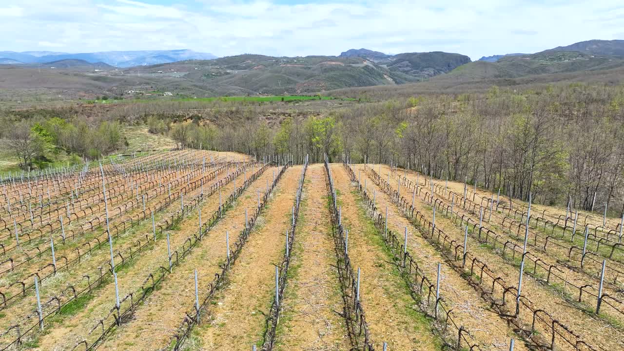 toma panorámica de filas de viñas una al lado de la otra en una plantación de viñedos