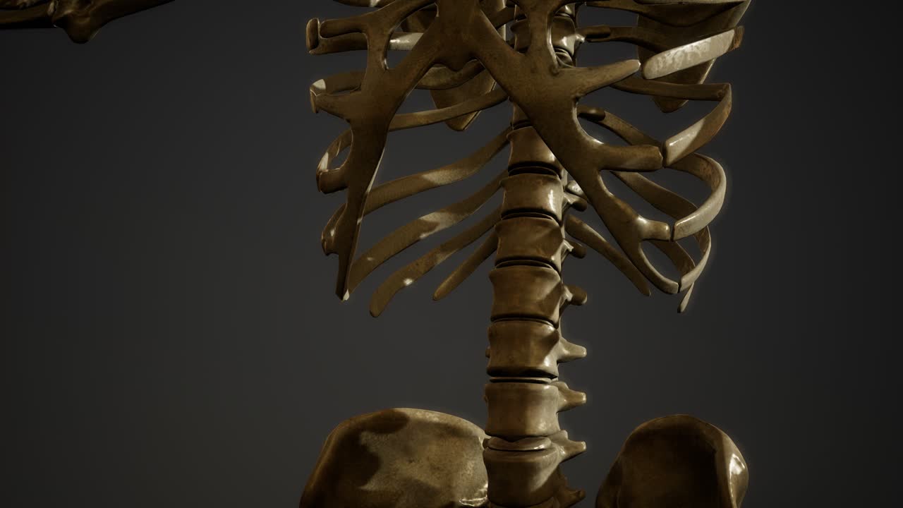 костей человеческого скелета