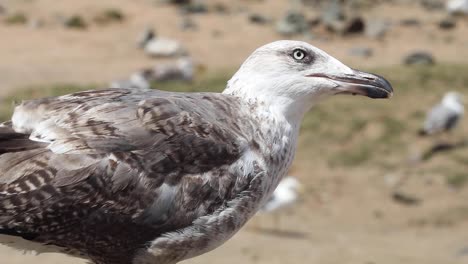 vuela con las gaviotas sobre el mar centelleante de essaouira