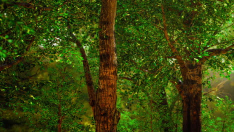 Märchenhaft-Gruselig-Aussehender-Wald-An-Einem-Nebligen-Tag