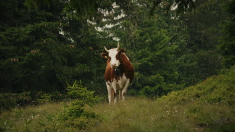 cow in a forest