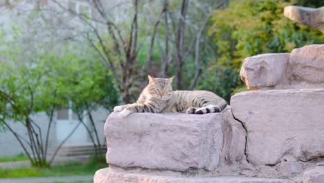 zoom out shot of a dangerous looking brown big wild cat with blue eyes resting on the top of a hill with chains in a forest