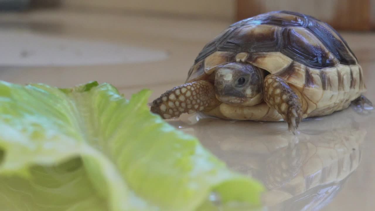 상추 옆에 서서 젖은 표면에서 120fps로 움직이는 아기 표범 거북이의 클로즈업, 낮은 전망