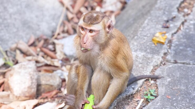 A monkey enjoys a snack at Khao Rang Viewpoint, Phuket, Thailand, captured in natural daylight with a focus on its expressions