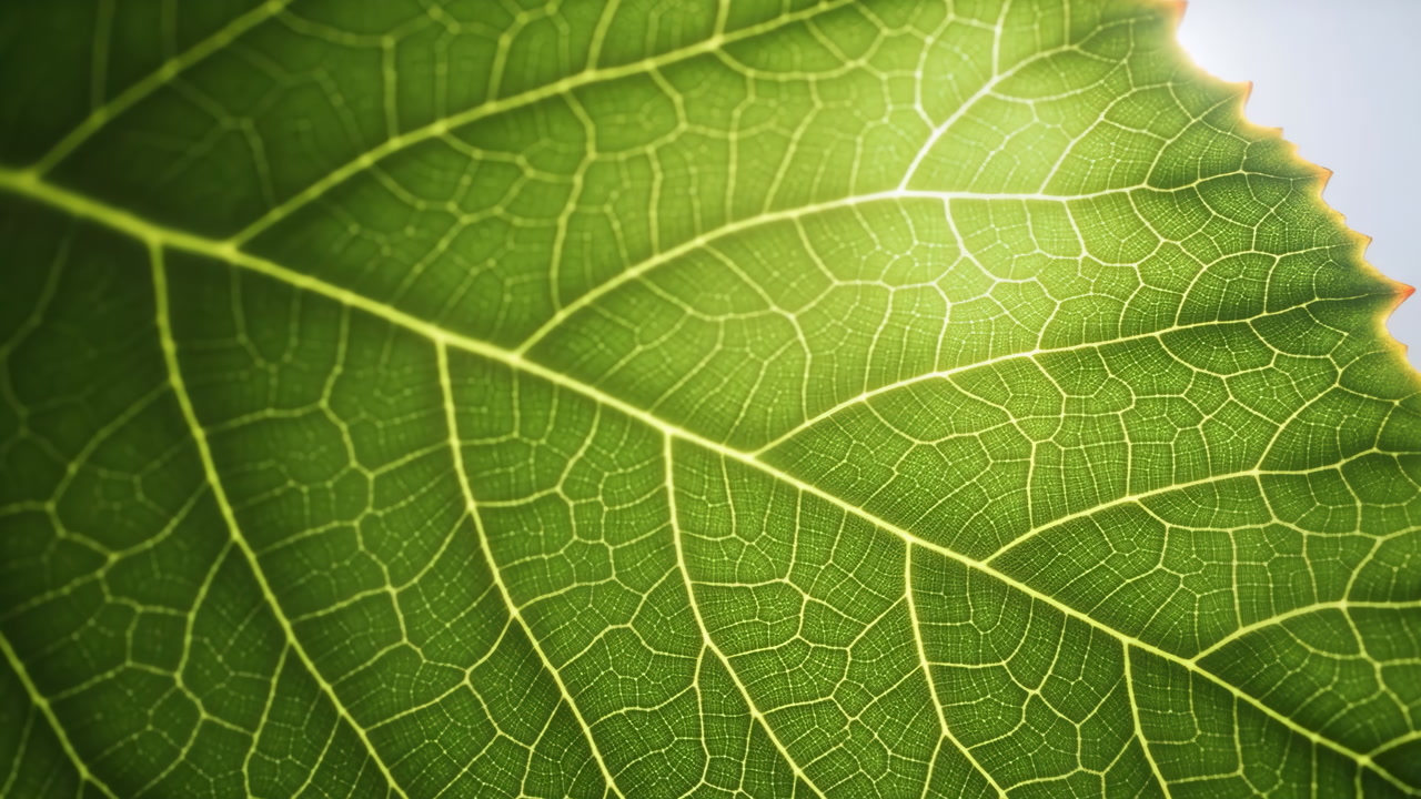 Backlit Green Leaf Veins In Detail, Showing Crisp Vein Network And Vibrant Chlorophyll Glow, Soft Edge