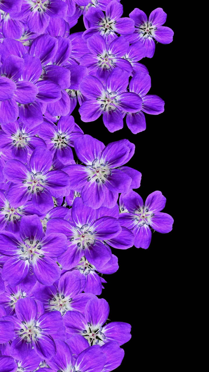 Lilla blomster, der dukker op og forsvinder på sort baggrund