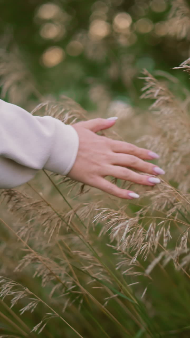 은 야생 풀을 부드럽게 만지는 은 손의 클로즈업, 평온한 자연 환경에서 부드러운 저녁 빛은 따뜻함을 더하여 조용하고 평화로운 분위기를 만니다.