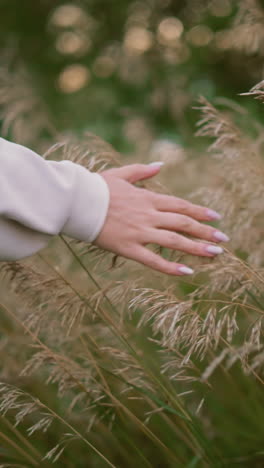 primer plano de una mano extendida tocando suavemente las hierbas silvestres doradas en un entorno natural sereno, la suave luz de la noche agrega calor, creando una atmósfera tranquila y pacífica