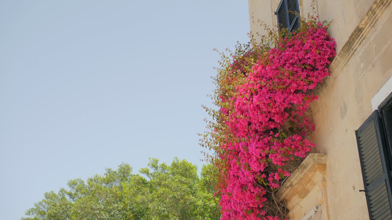 외부 꽃이 있는 집 건물