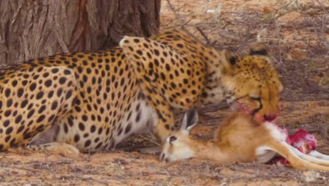 close up shot of a southeast african cheetah feeds on a springbok carcass