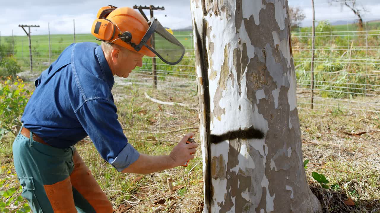 leñadores marcando en el árbol con spray 4k