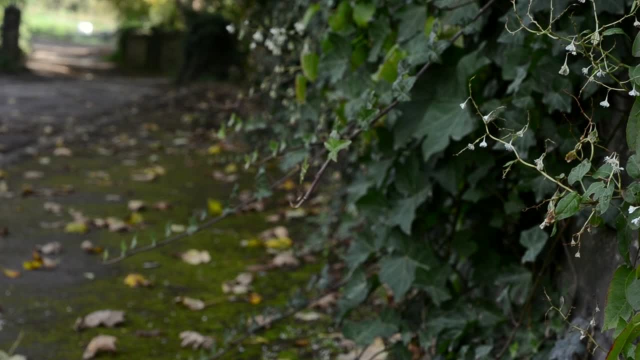 Edera che cresce su un muro di pietra in una strada inglese.